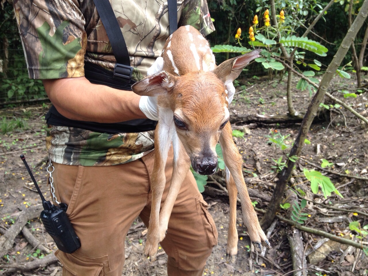 Kuautly, born in Aluxes