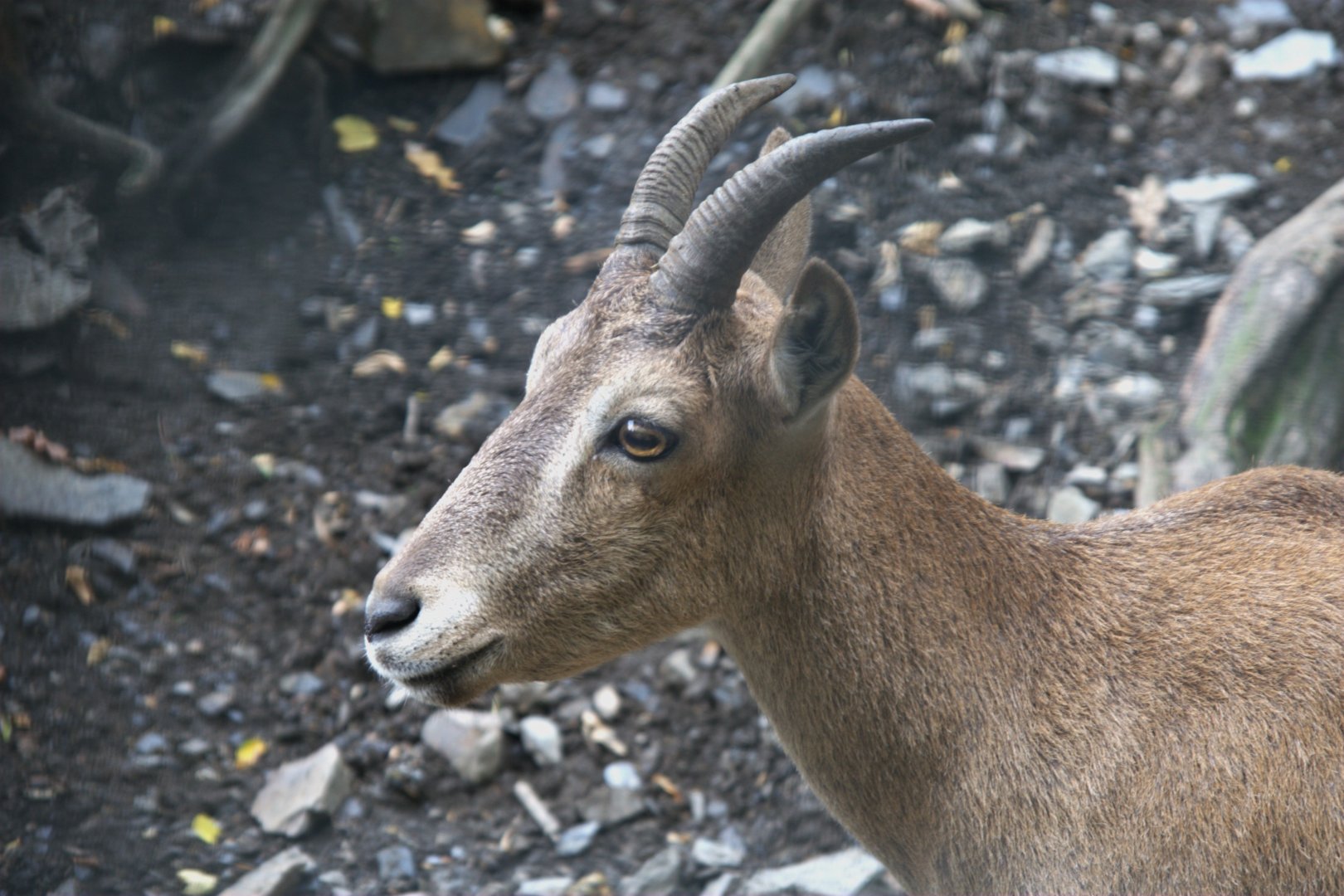 Kuban Tur (Capra caucasica), 12-09-25