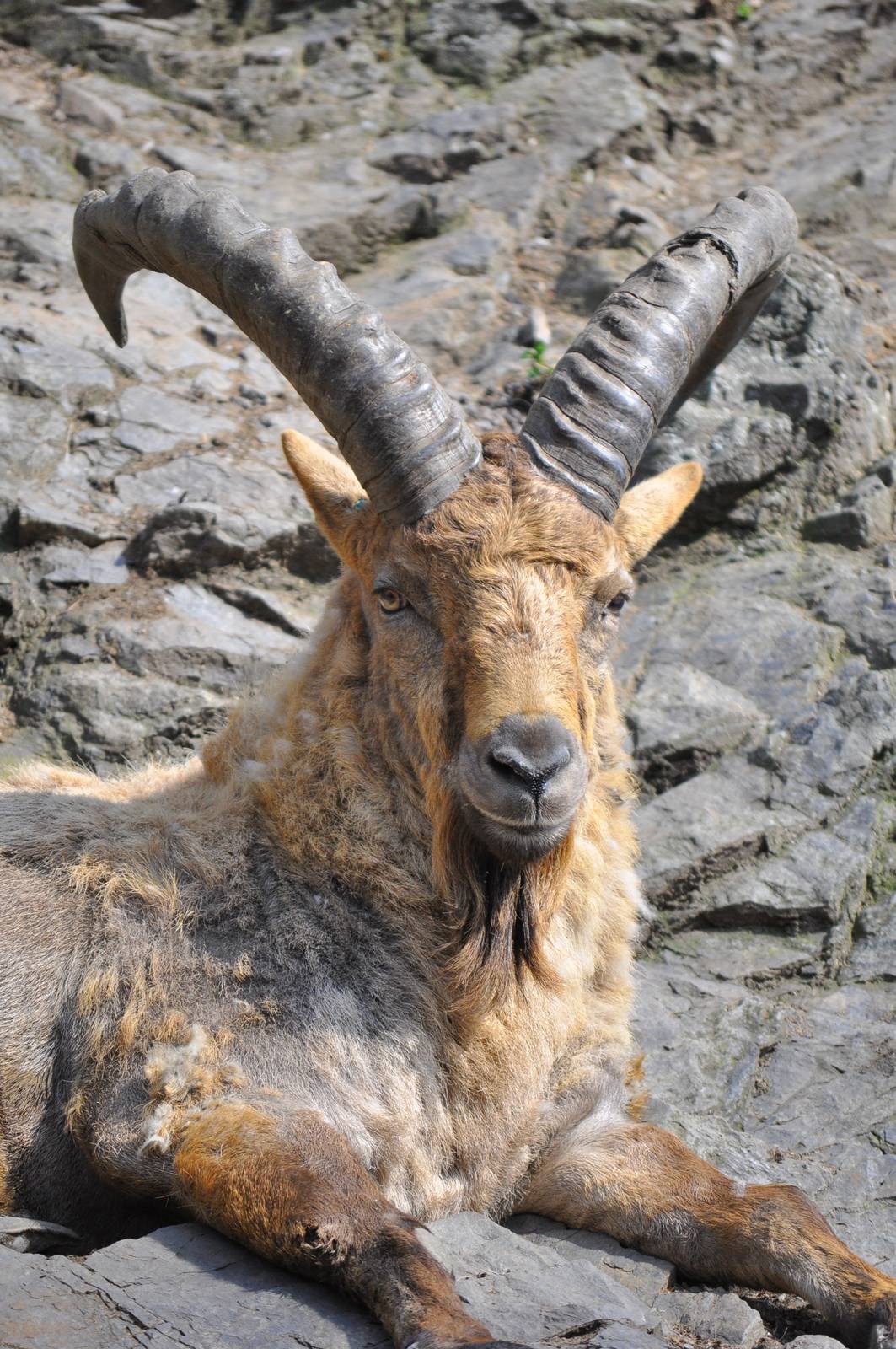 Kuban tur (Capra caucasica)