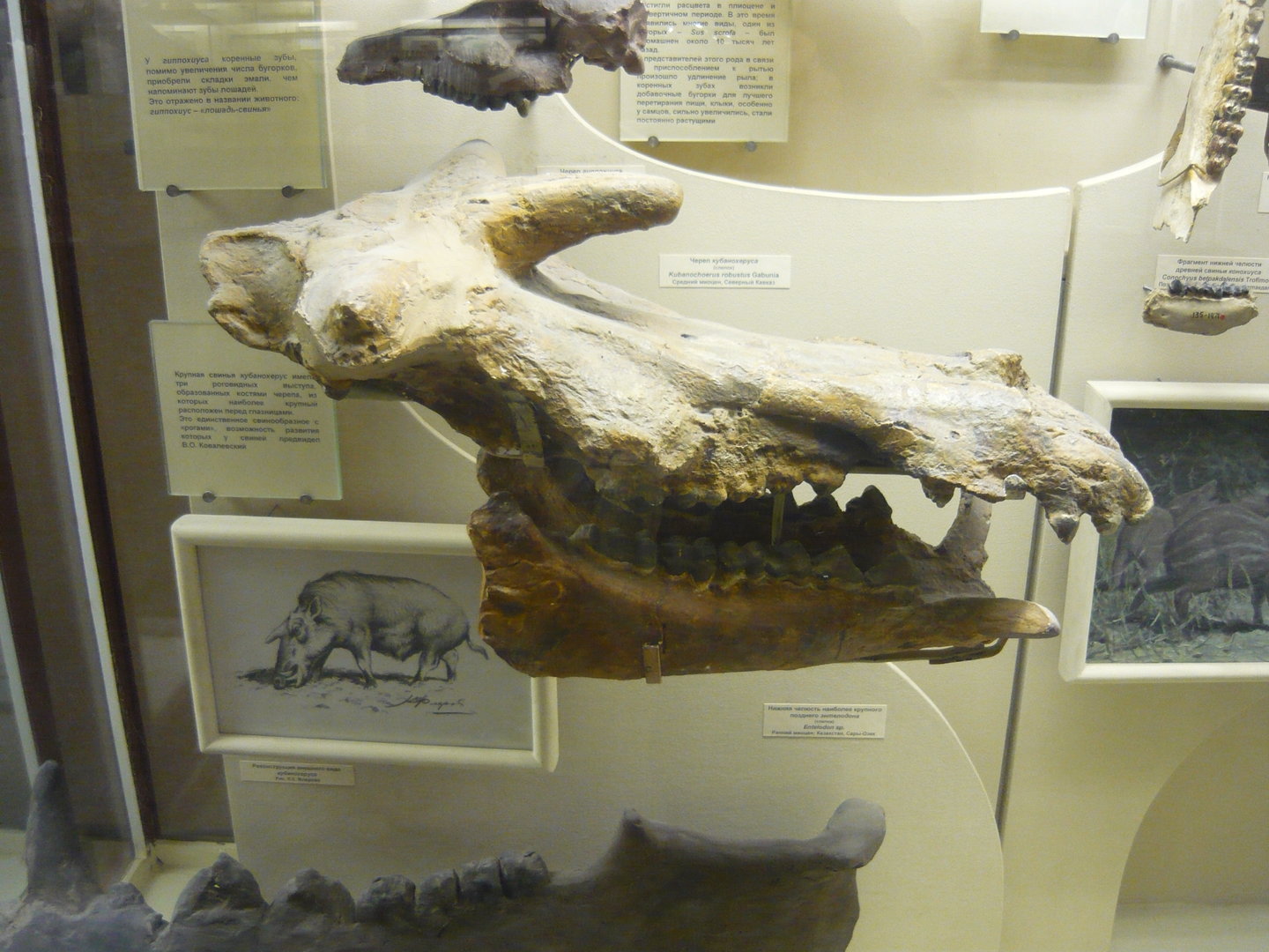 Kubanochoerus robustus skull (cast)