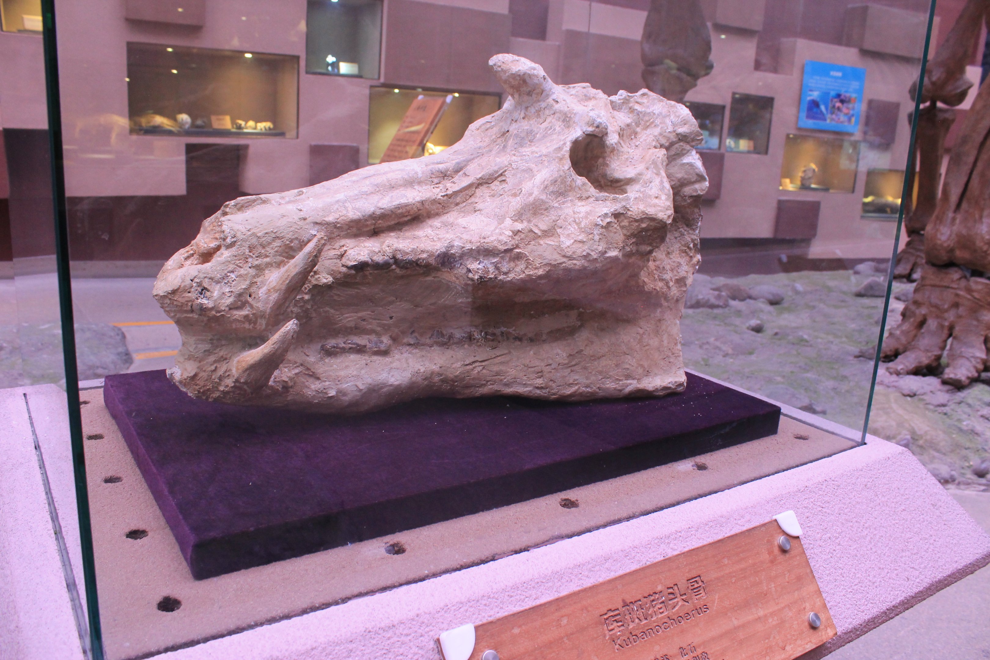 Kubanochoerus - Shaanxi Nature Museum