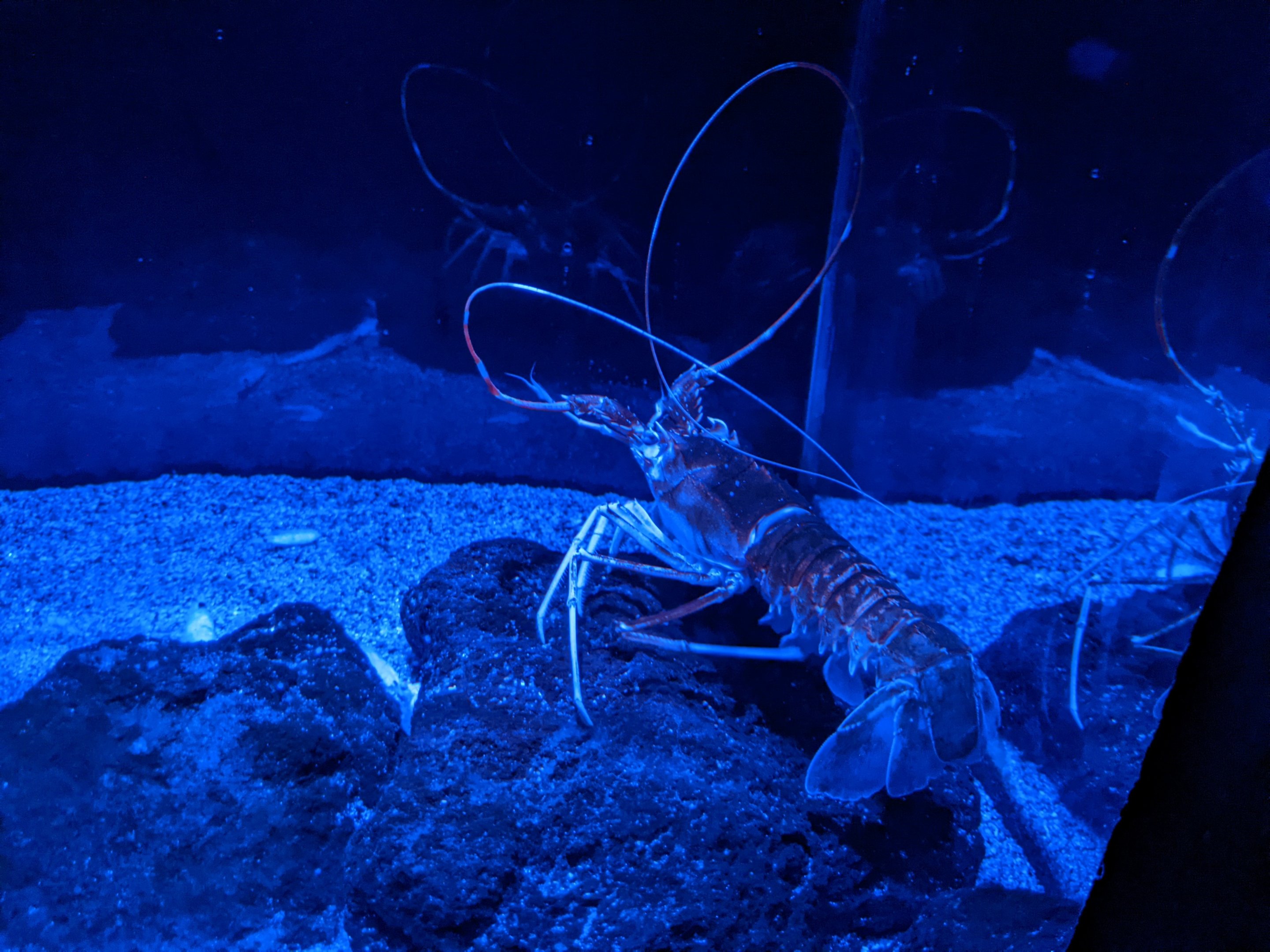 Kubo Spiny Lobster (Puerulus angulatus)