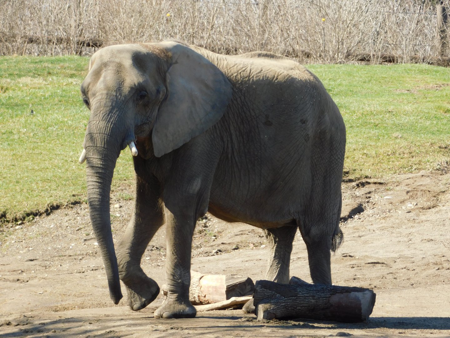 Kubwa 46-year-old Female African Elephant (Loxodonta africana) March 2022