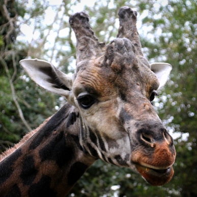 Kubwa the Male Rothschild's Giraffe at Dudley Zoo & Castle