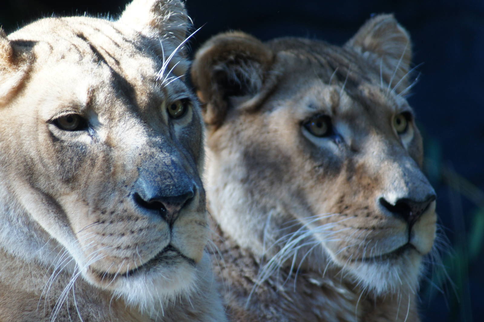 Kuchani (front) and Asali (back)