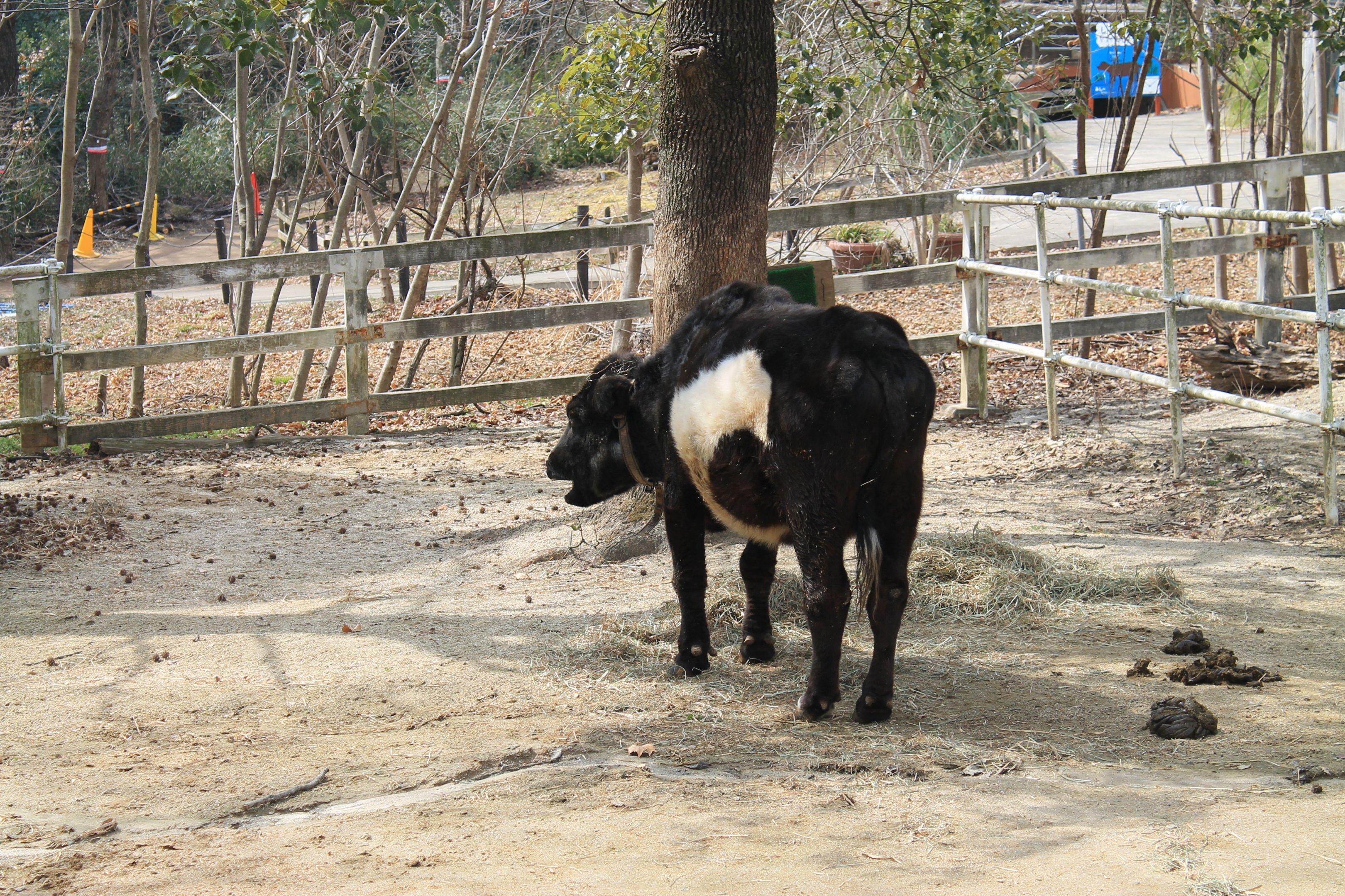 Kuchinoshima Cow - Saitama Childrens Zoo