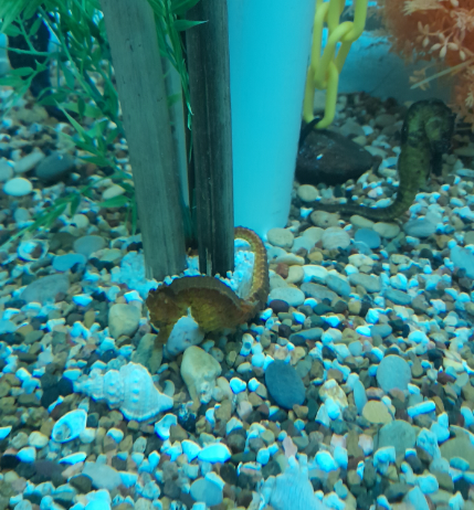 Kuda Seahorse