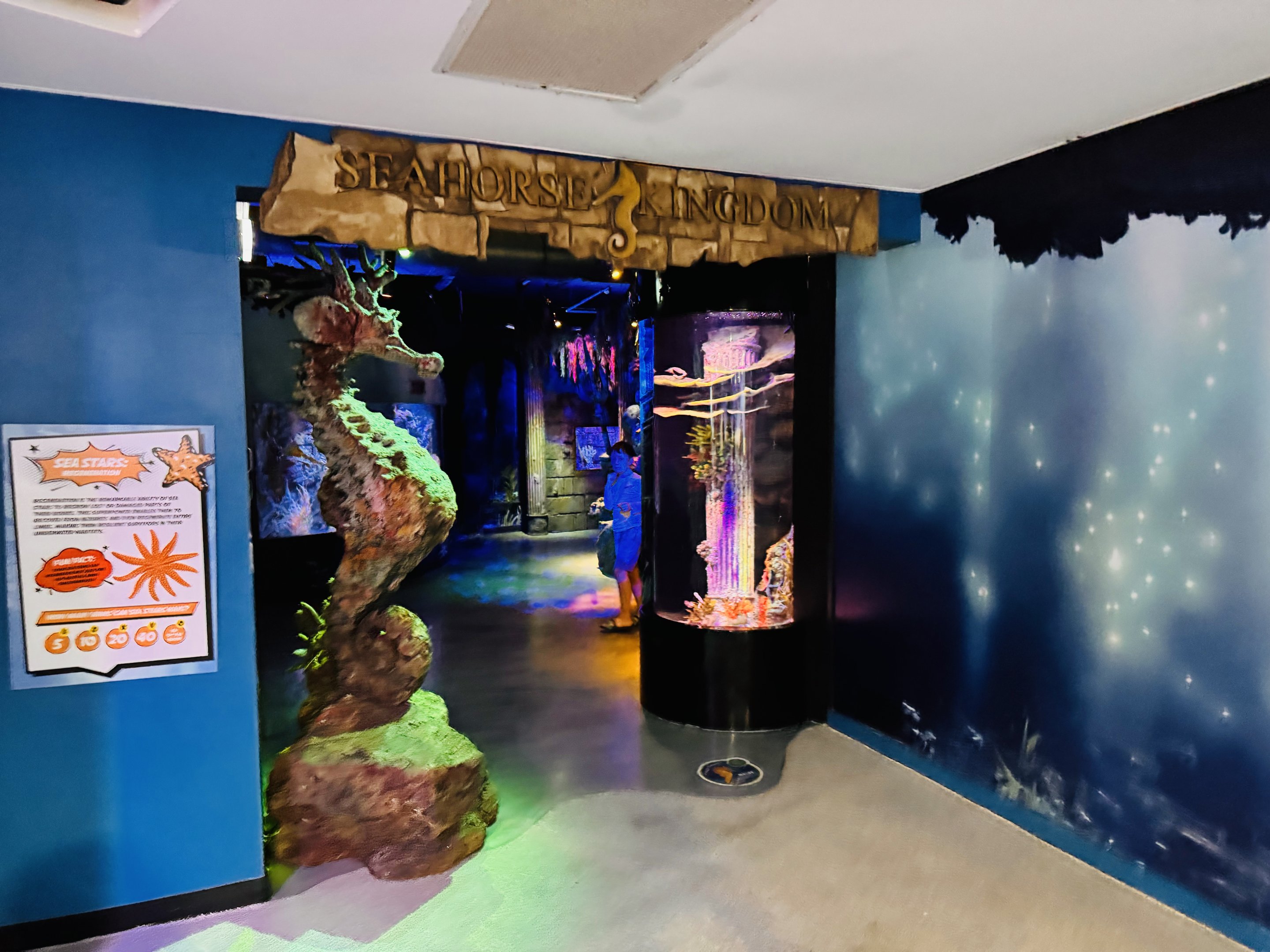 Kuda/Slender Seahorse tank