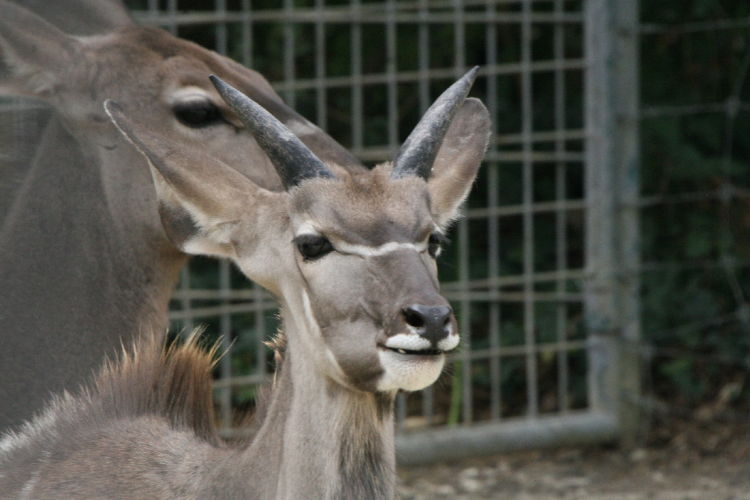 Kudu #2