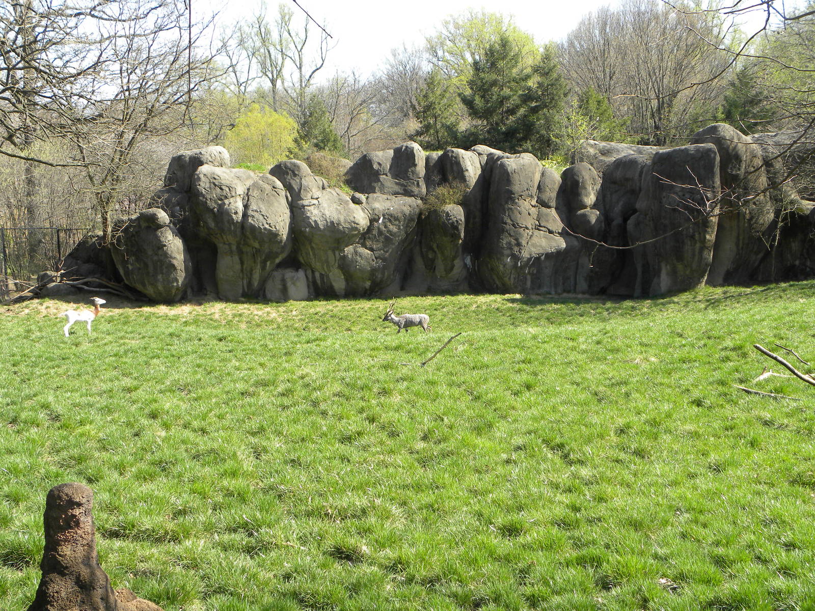 Kudu/Addra Gazelle/Stork exhibit