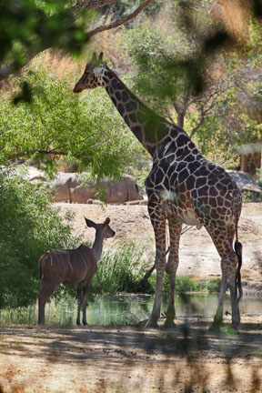 kudu and giraffe