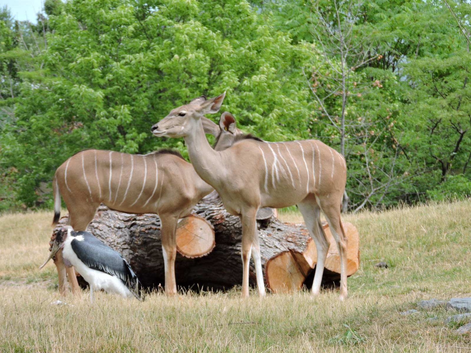 Kudu and Marabou Stork
