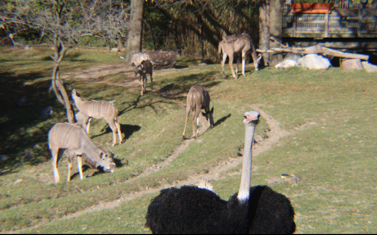Kudu and Ostrich Exhibit; Nov. 5 2023