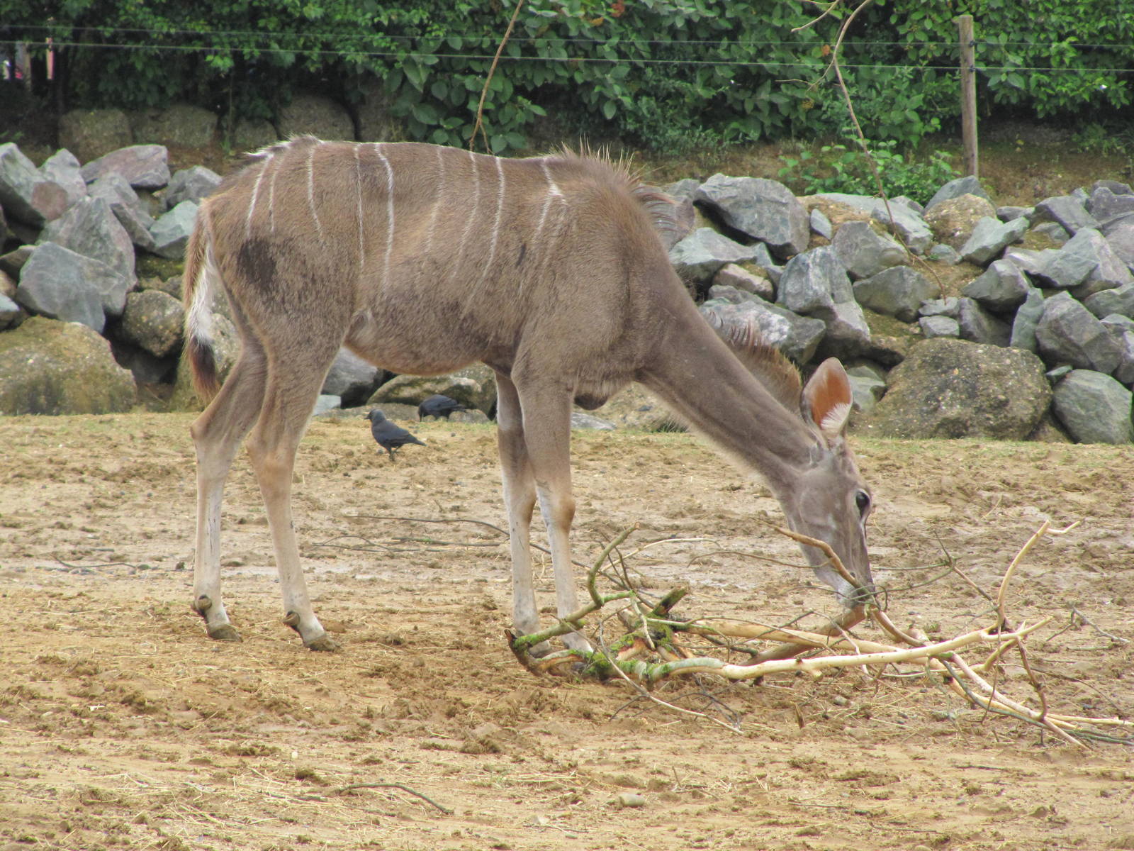 Kudu at Colchester Zoo 11/07/14