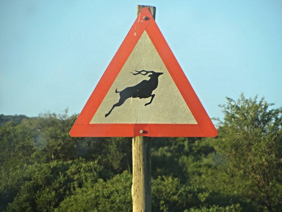 Kudu Crossing Sign