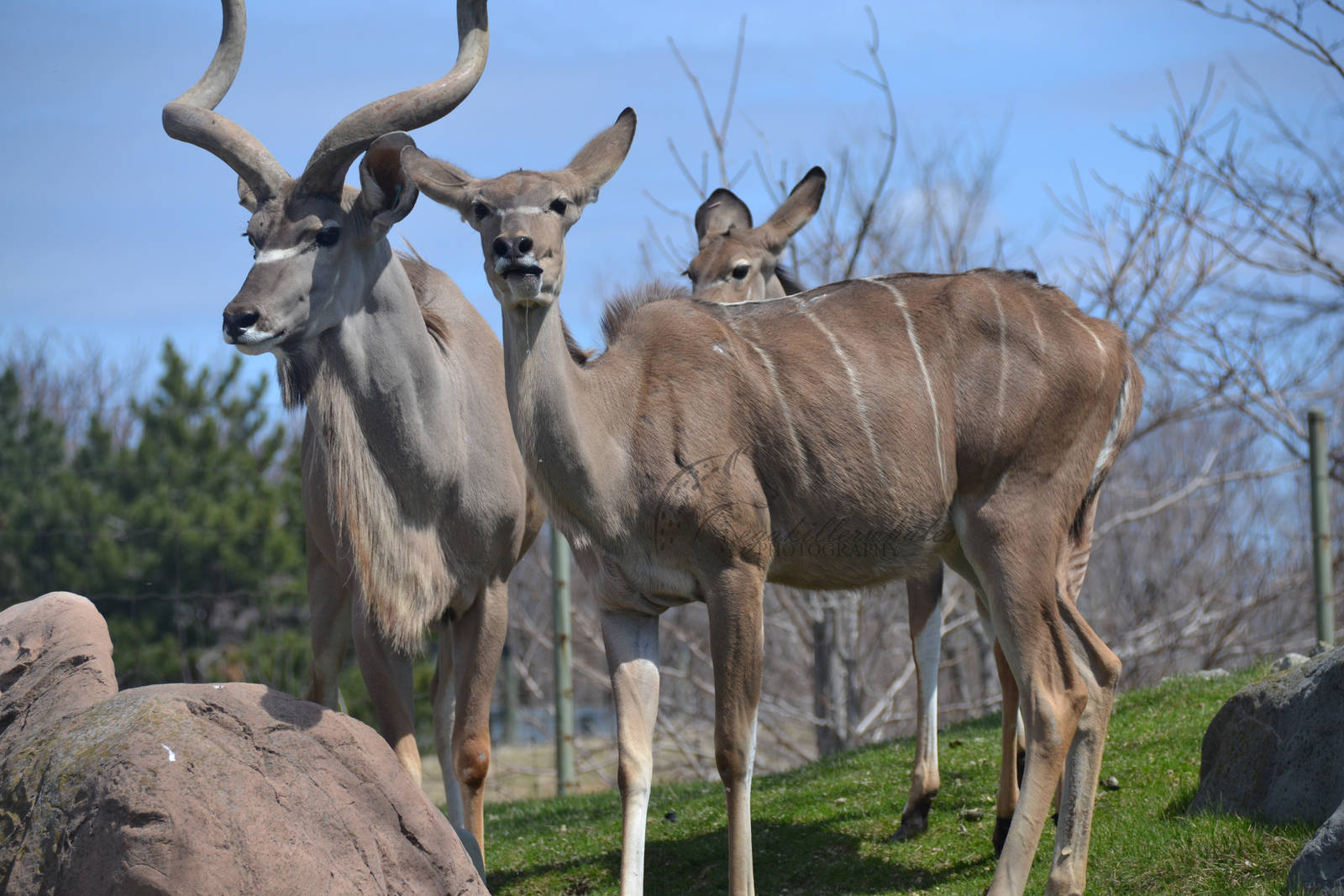 Kudu Family