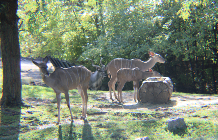 Kudu family