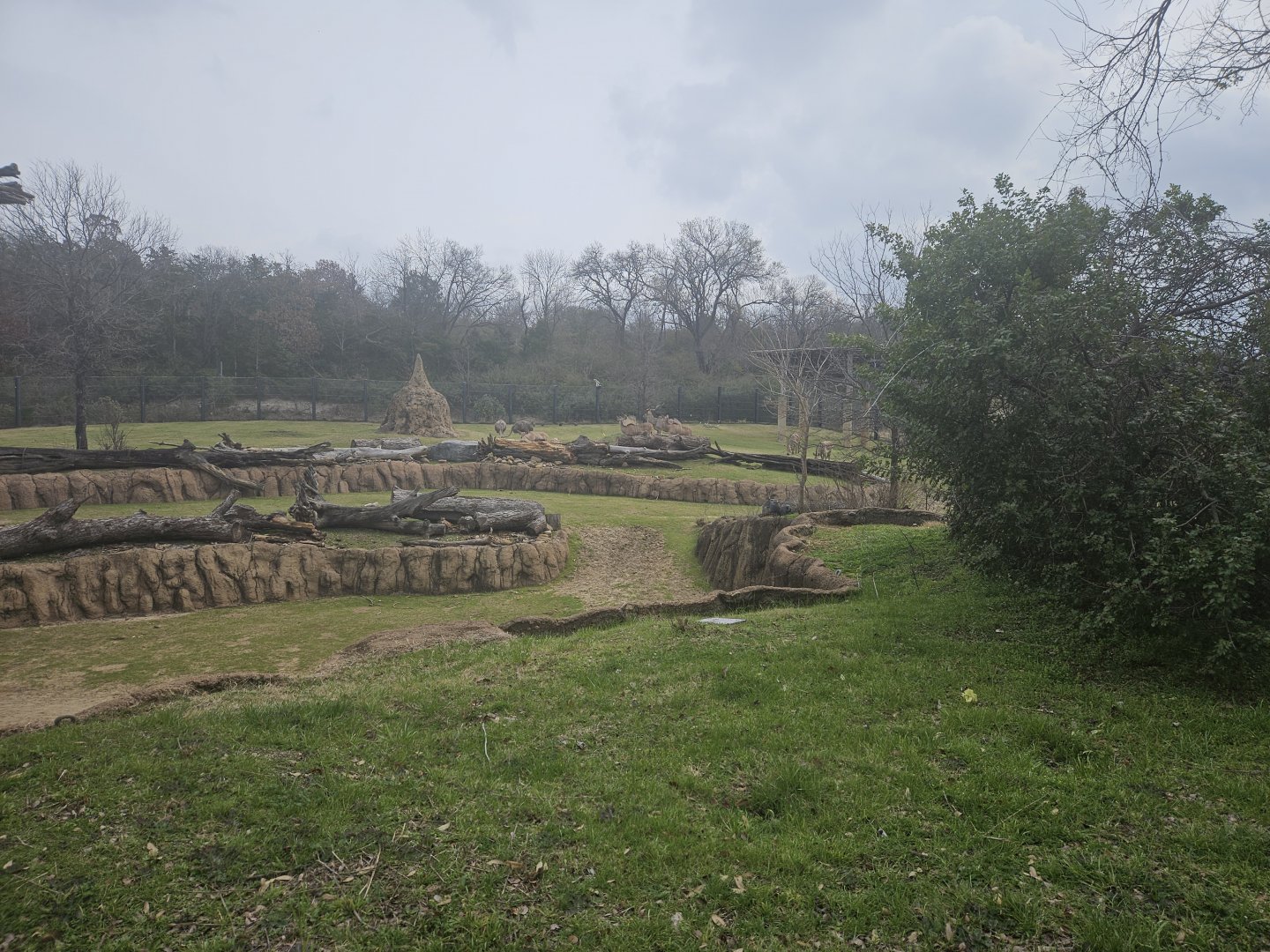 Kudu/Giraffe/Zebra/Guineafowl/Ostrich Habitat