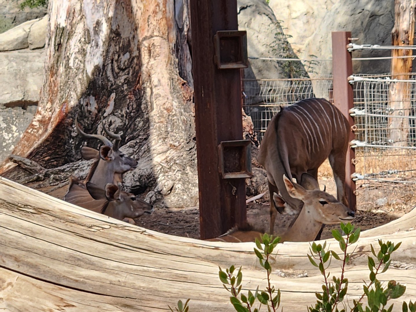Kudu herd