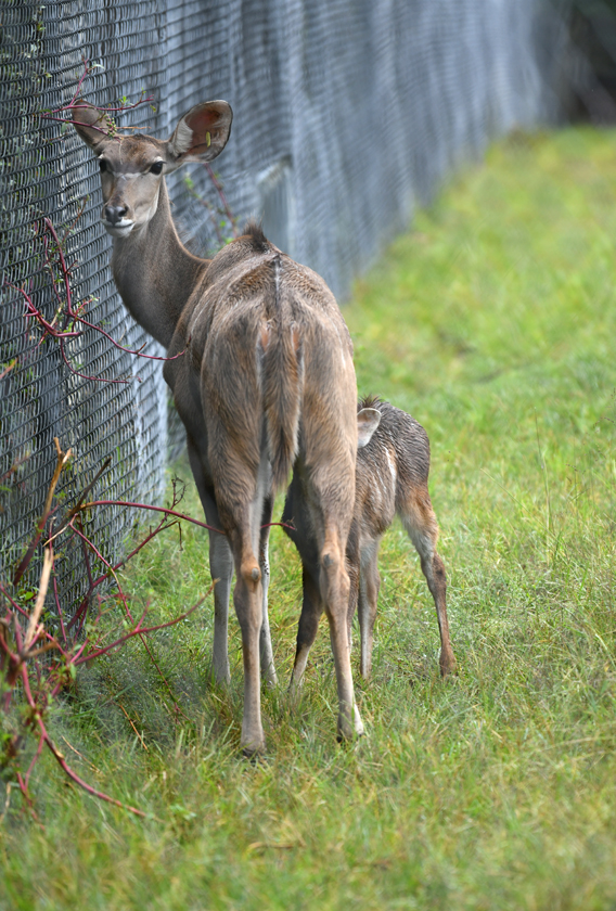 kudu nursing