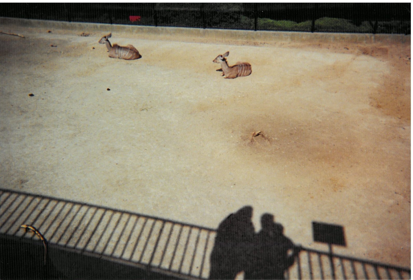 Kudu - Scanned pic early 90's