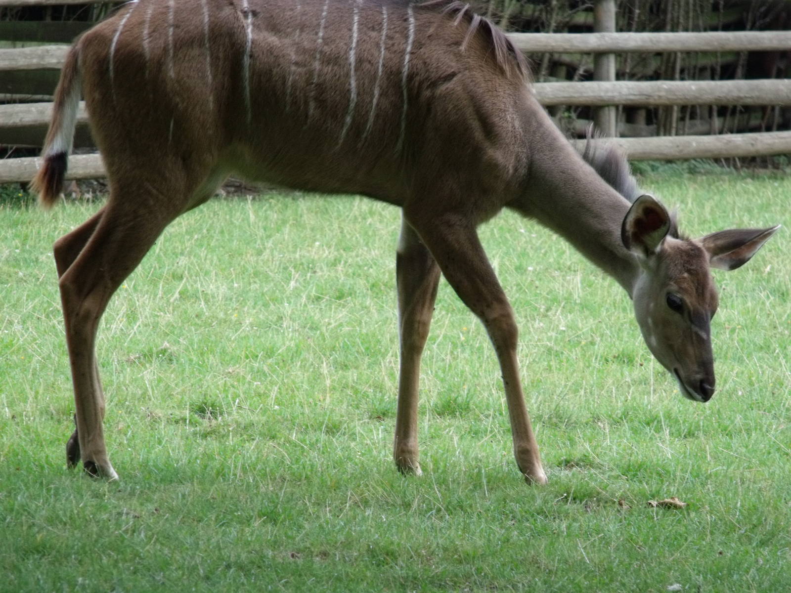 Kudu