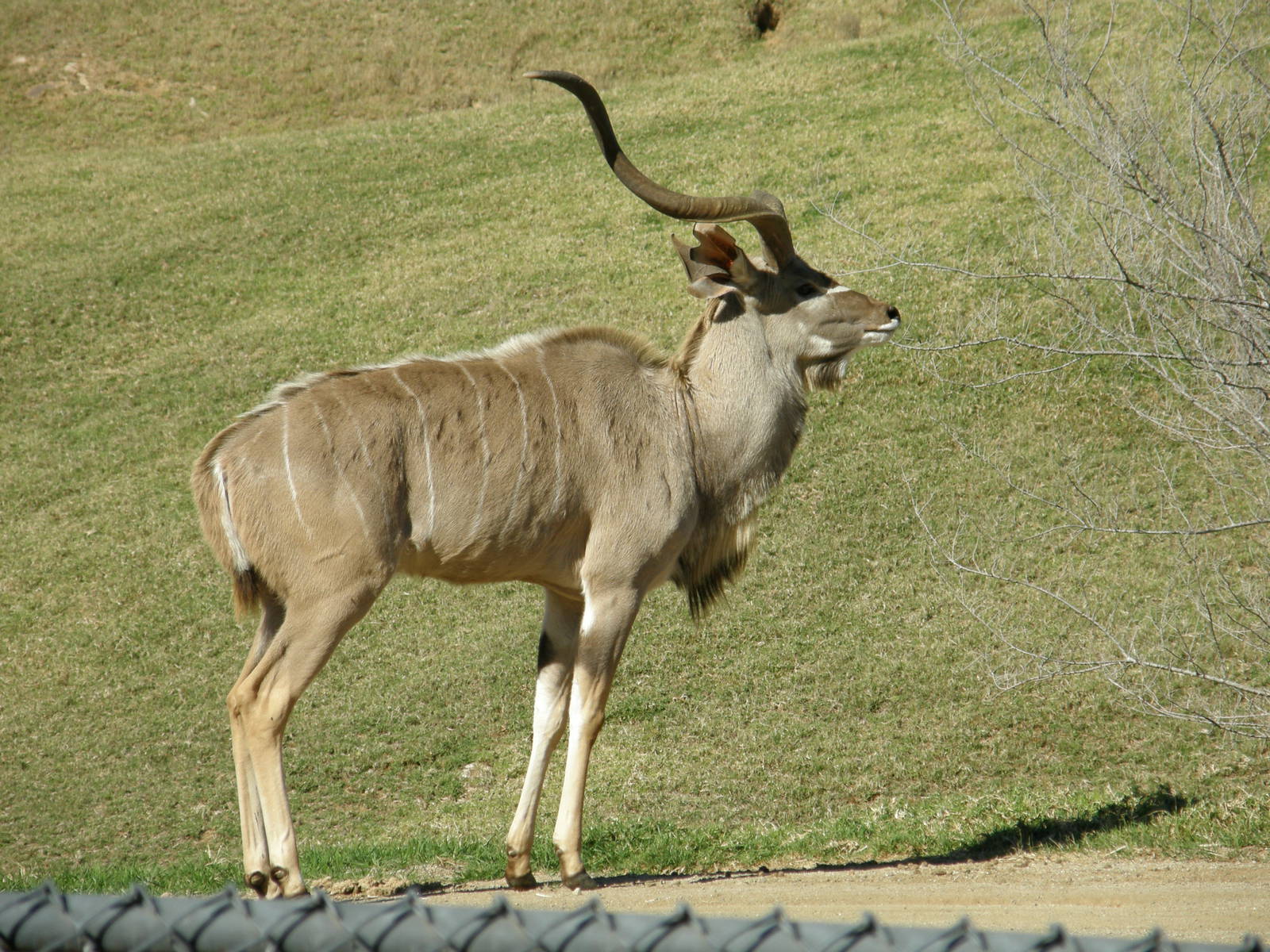 kudu
