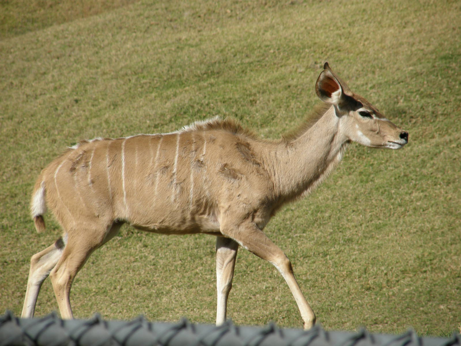 kudu