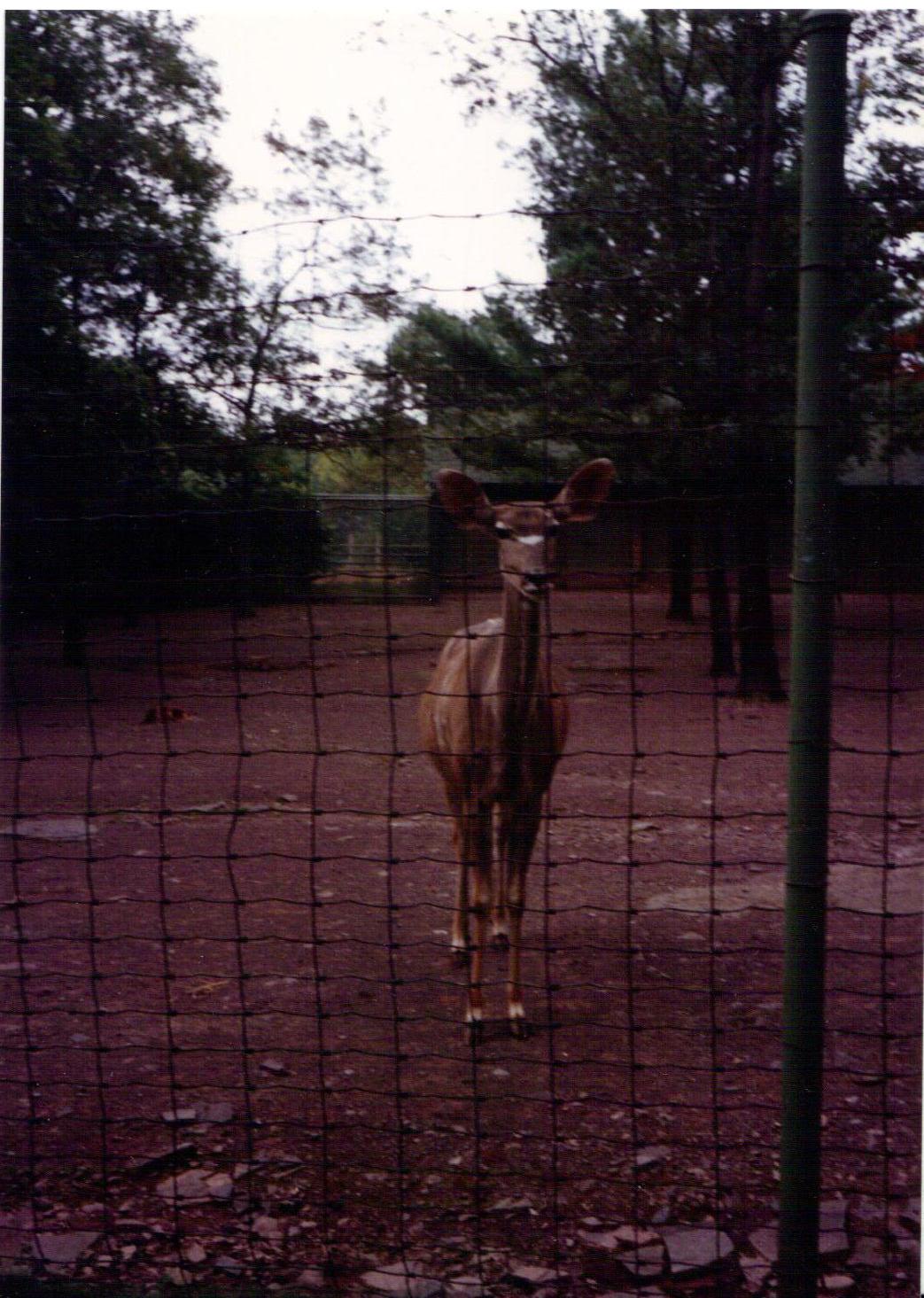 Kudu