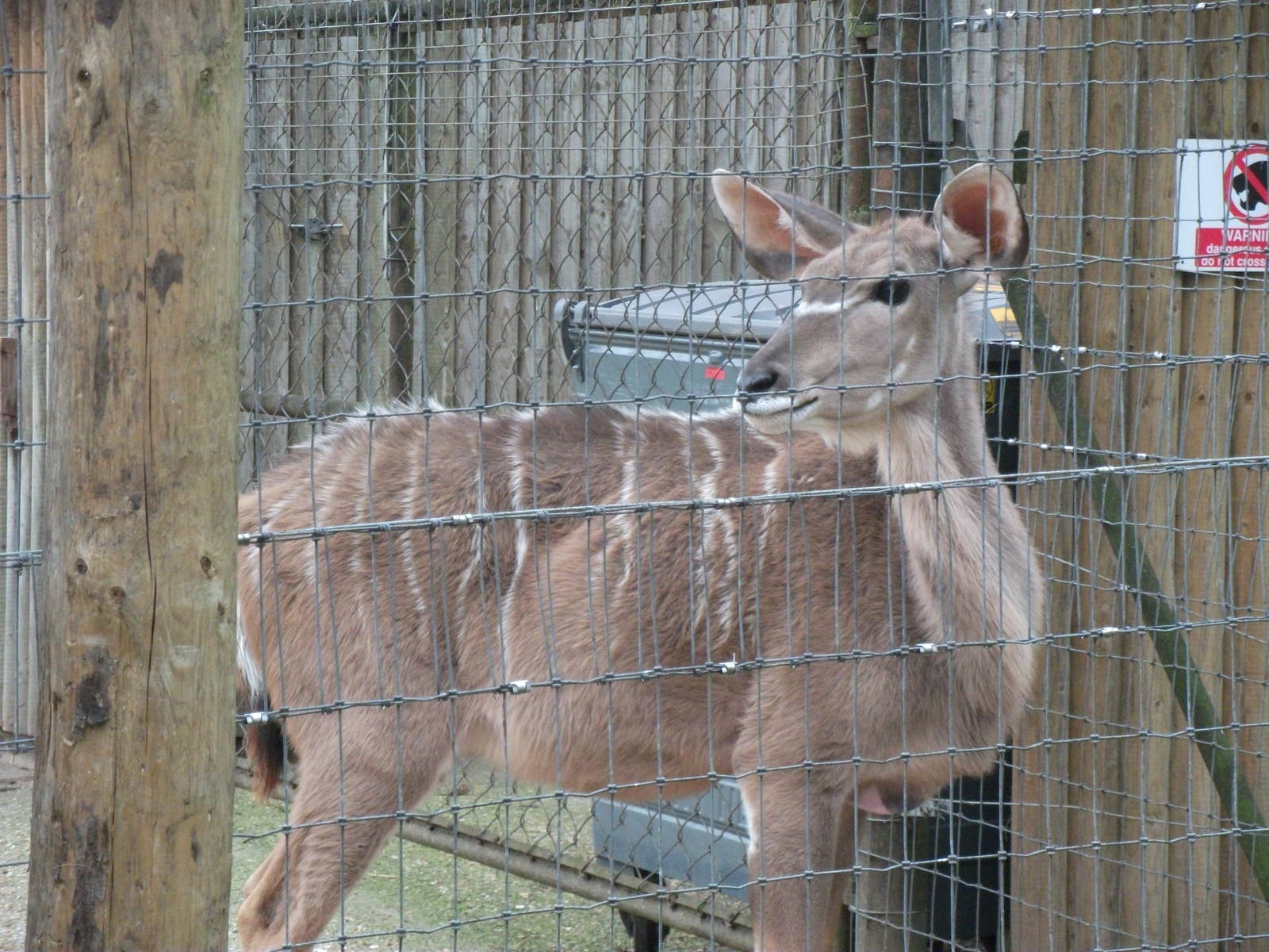 kudu