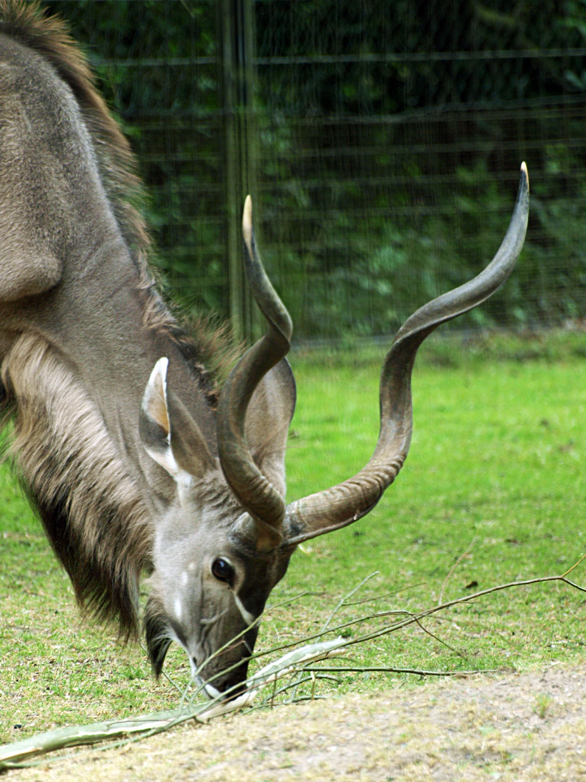 Kudu