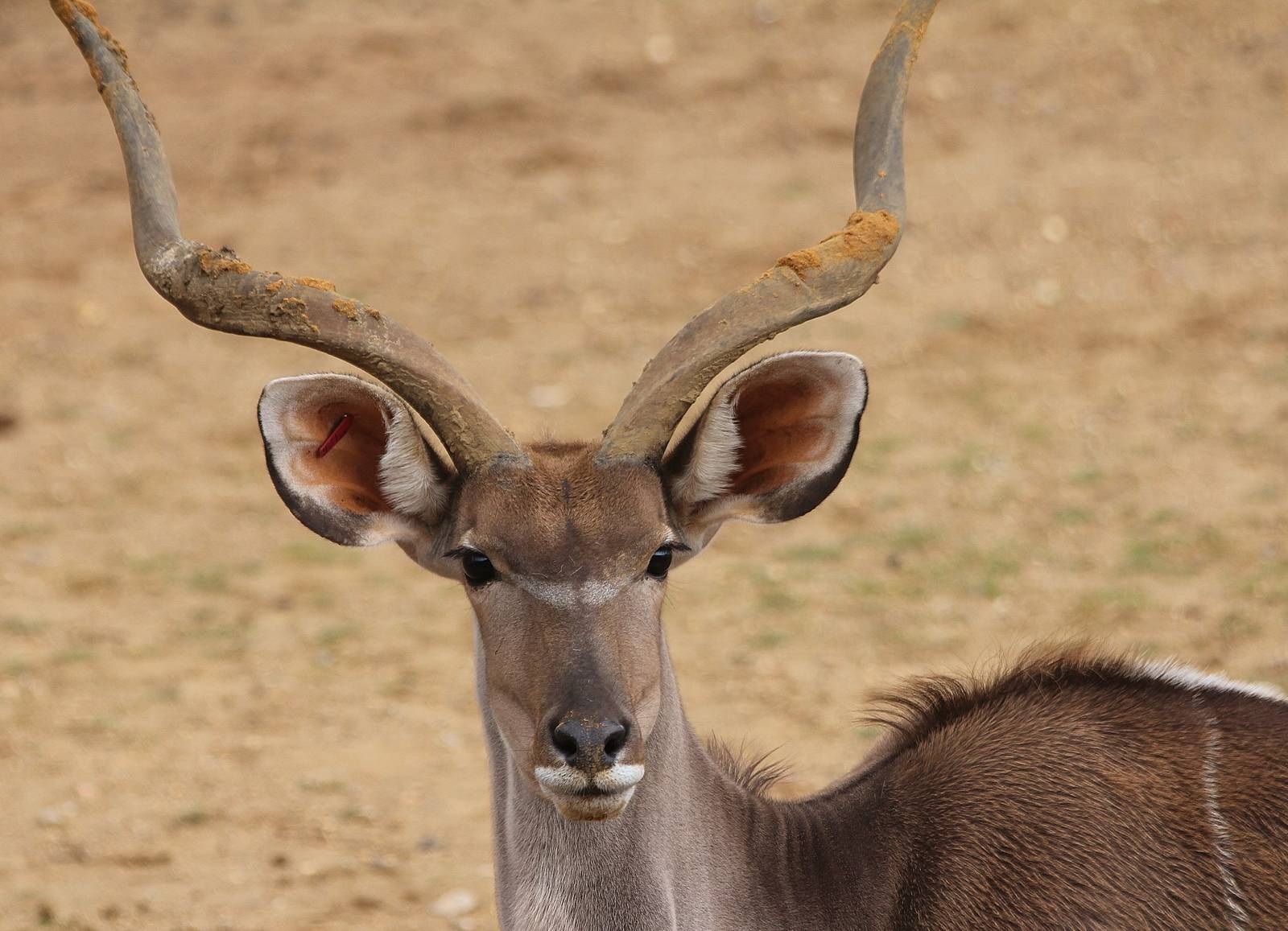 Kudu