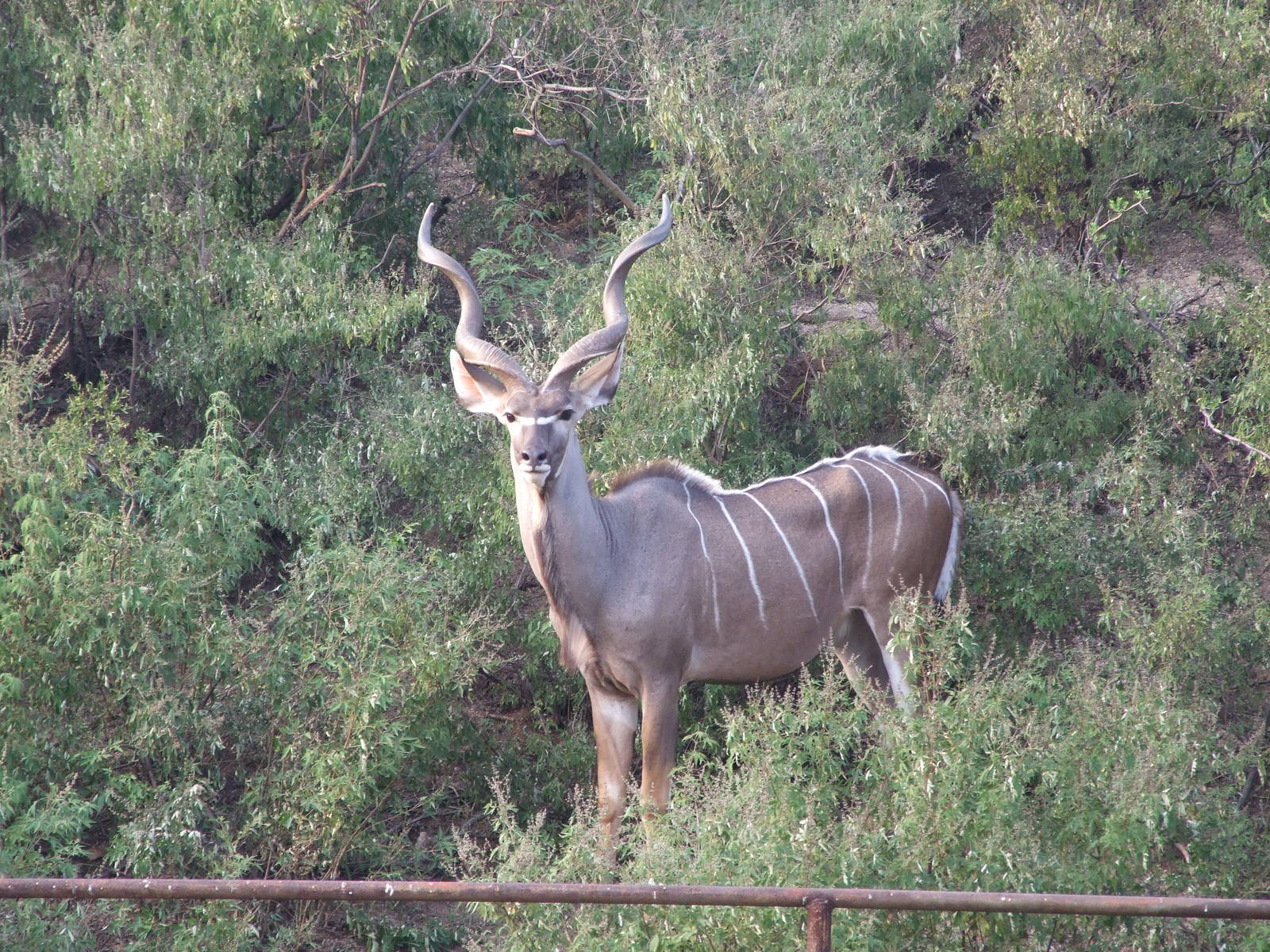 Kudu