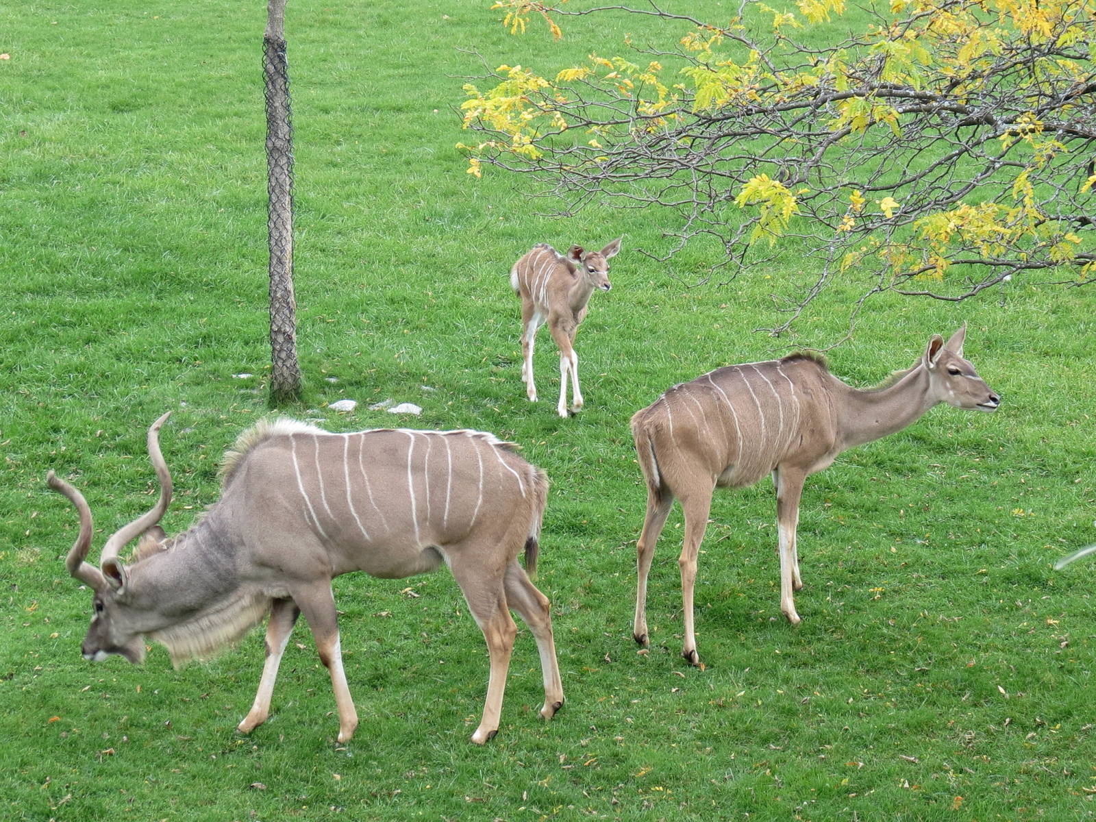 Kudu