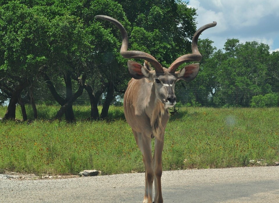 Kudu