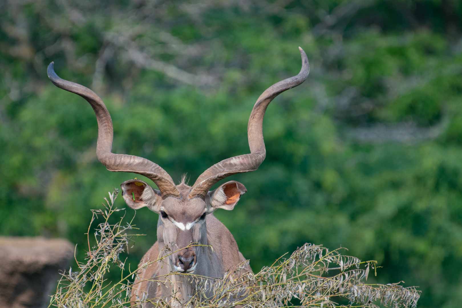 Kudu