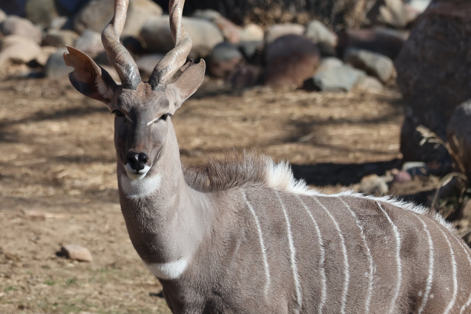 Kudu