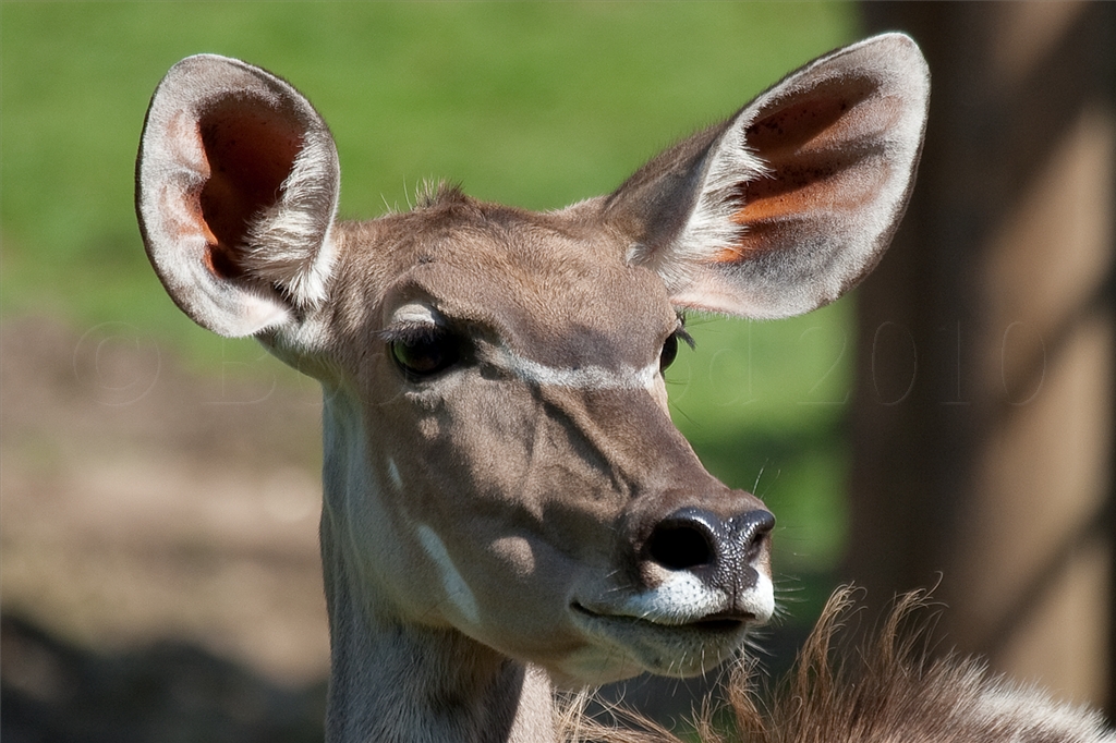Kudu