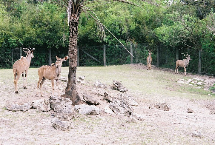 Kudus