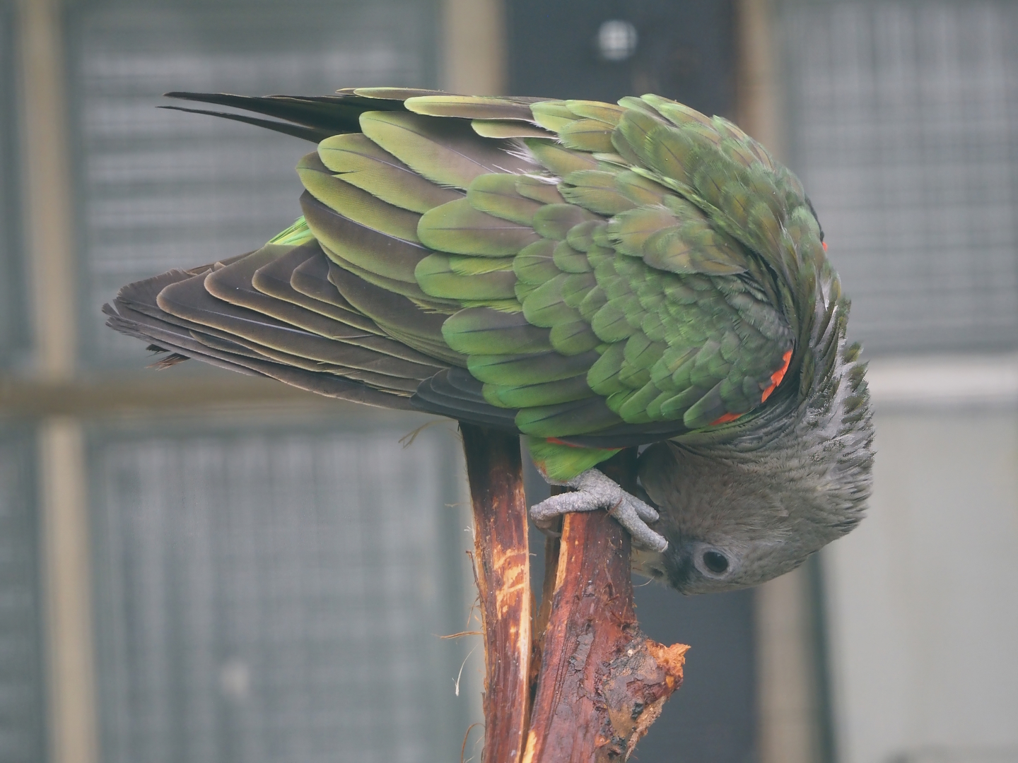 Kuhl's brown-necked parrot (Poicephalus fuscicollis fuscicollis), 2024-05-22