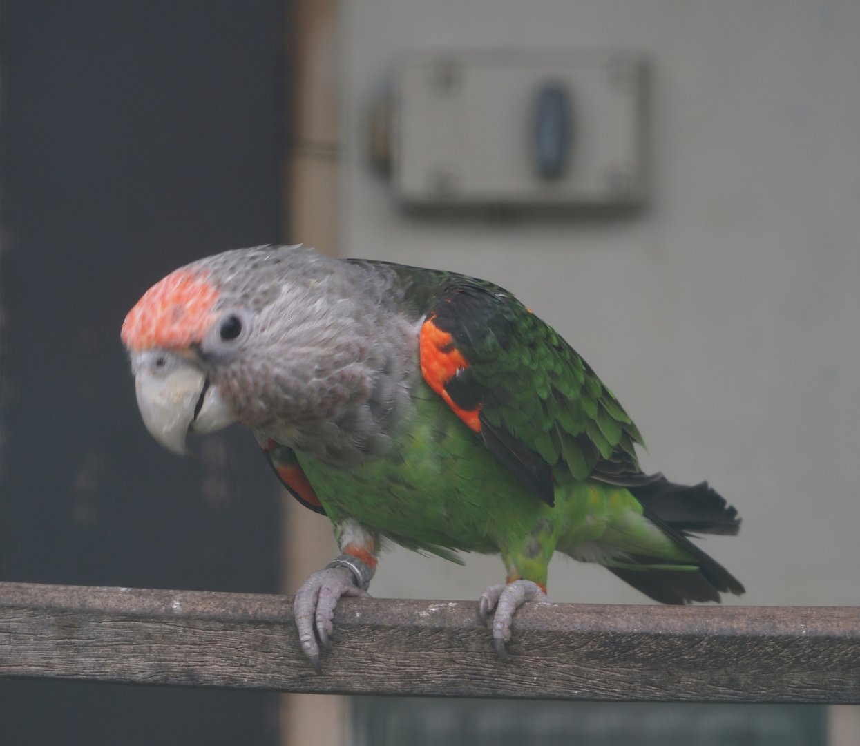 Kuhl's brown-necked parrot (Poicephalus fuscicollis fuscicollis), 2024-05-22