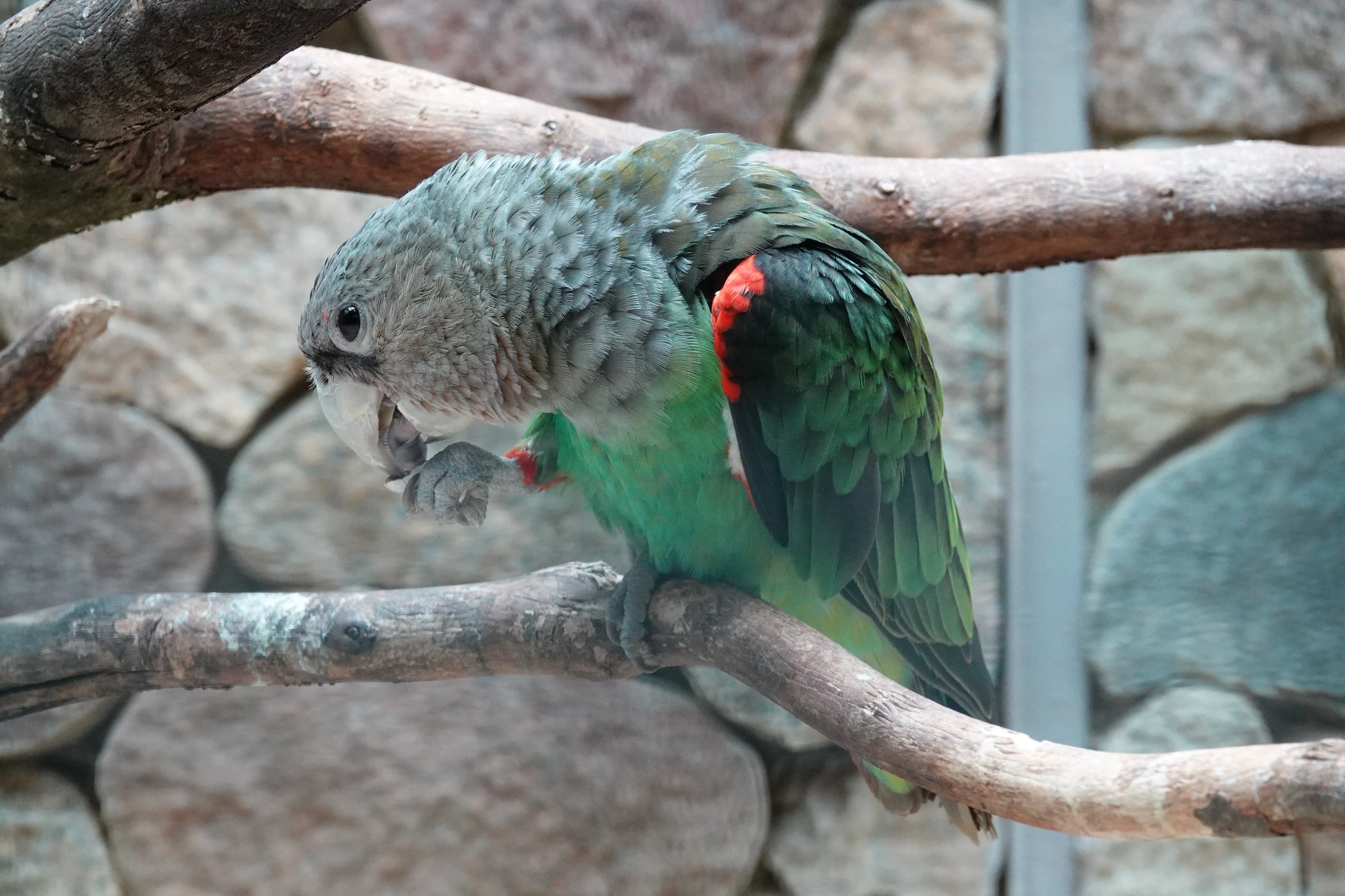 Kuhl's brown-necked parrot