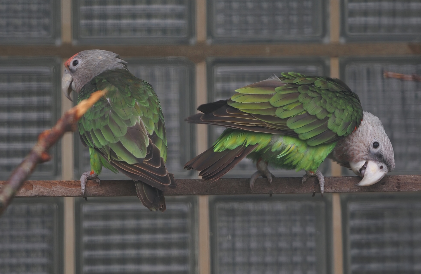 Kuhl's brown-necked parrots (Poicephalus fuscicollis fuscicollis), 2024-05-22