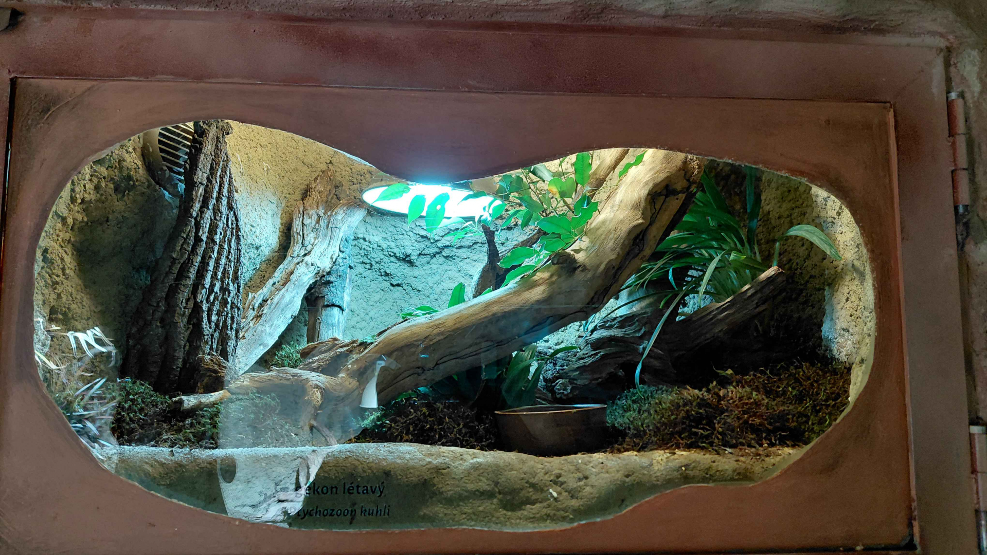 Kuhl's flying gecko exhibit