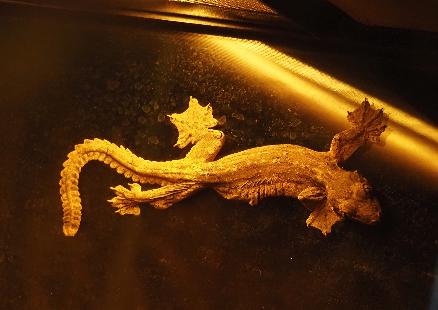 Kuhl's flying gecko (Gekko kuhli), 2024-05-22