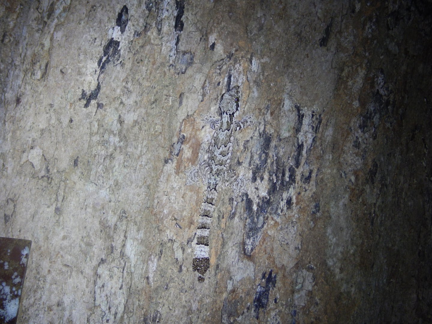 Kuhl's Gliding Gecko (Ptychozoon kuhli)