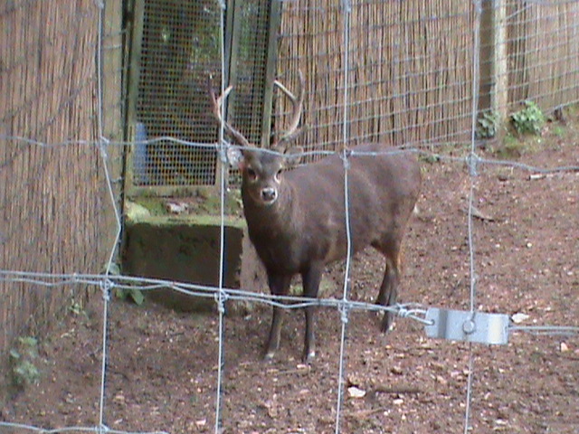 kuhl's hog deer 04/10