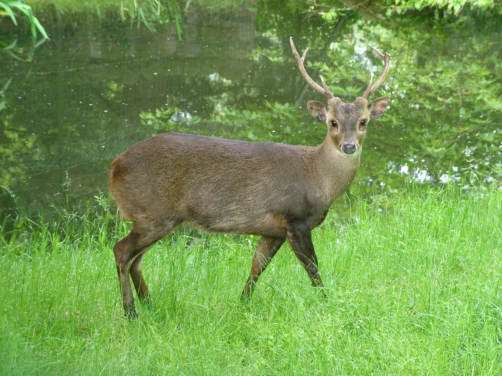 Kuhl's Hog Deer (Axis kuhlii) at Edinburgh Zoo 2008