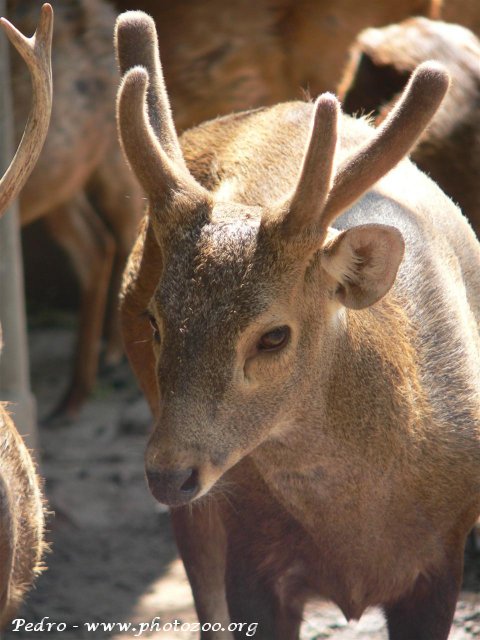Kuhl's hog deer (Axis kuhlii)