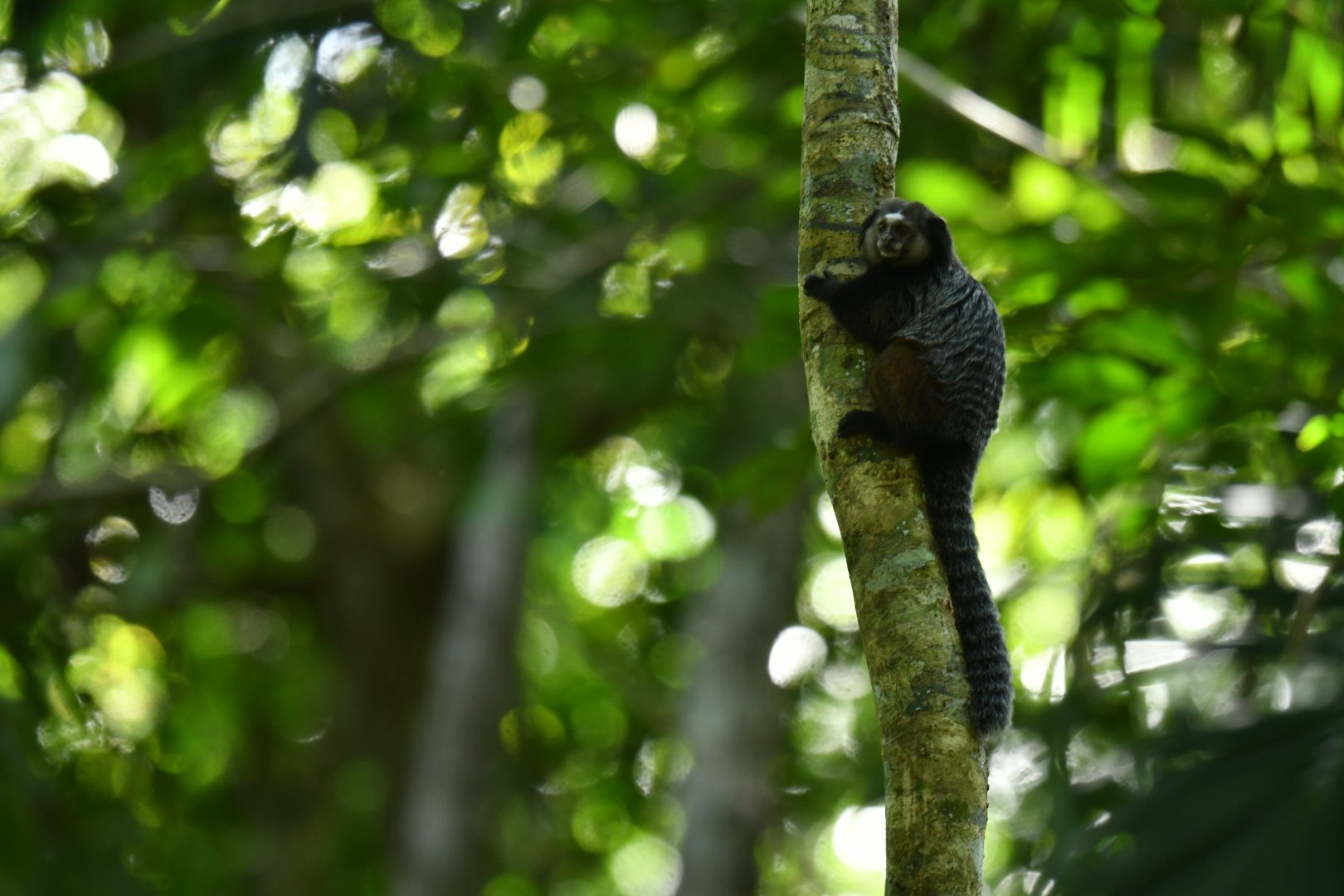 Kuhl's marmoset Callithrix kuhlii